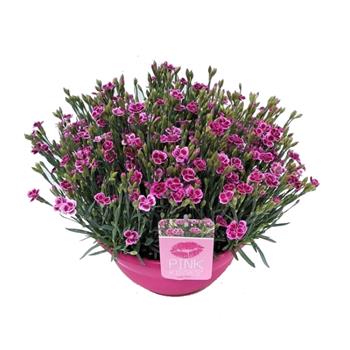 Hvozdík karafiát Pink Kisses miska 5 litrů