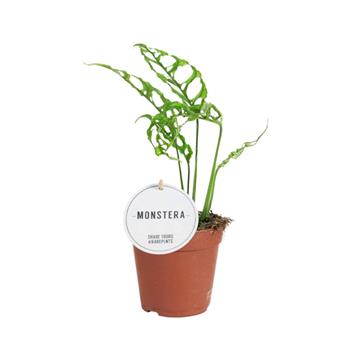 Monstera Peru květináč 12cm
