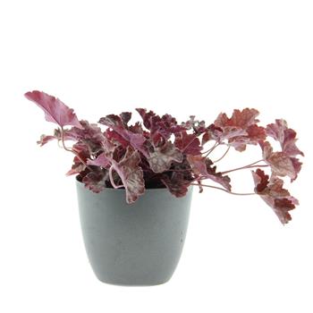 Dlužicha Velvet Night květináč 12cm