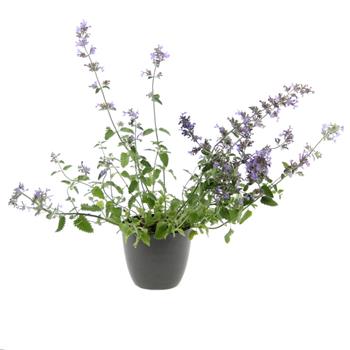 Šanta kočičí Junior Walker květináč 12cm