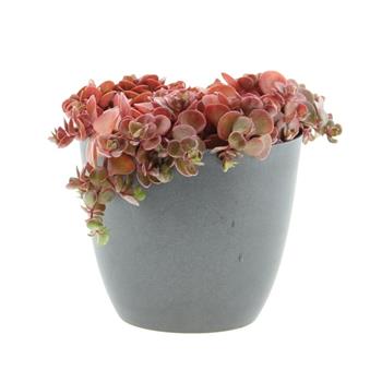 Rozchodník květináč 12cm