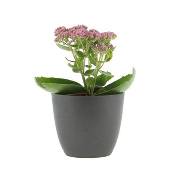 Rozchodník nachový Autumn Joy květináč 12cm