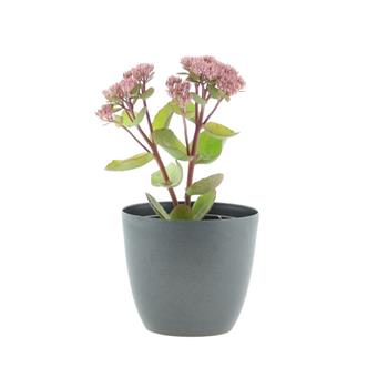 Rozchodník nachový Seduction Pink Passion květináč 12cm