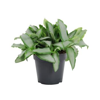 Murdanie květináč 11cm