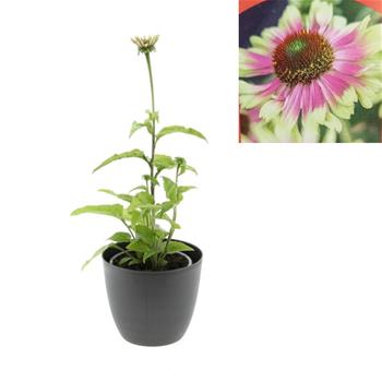 Třapatka nachová Prairie Blaze Vintage Lime květináč 13cm