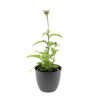 Třapatka nachová Prairie Blaze Vintage Lime květináč 13cm