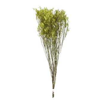 Sušina statice žlutá 65cm