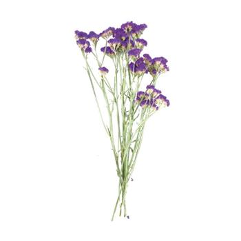 Sušina statice fialová 60cm