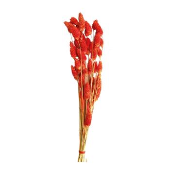 Sušina lesknice/chrastice barvená červená 50cm