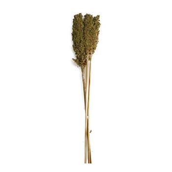 Sušina Indian corn zelená 75cm, 3ks