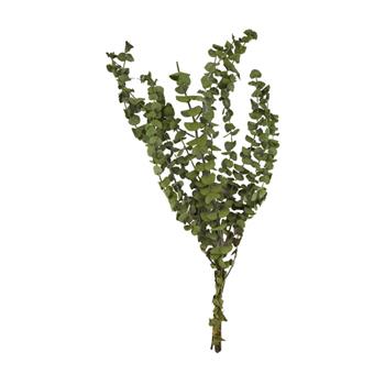Sušina Eukalyptus zelený 65cm