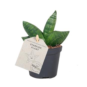 Tenura, tchýnin jazyk Boncellensis květináč 6cm