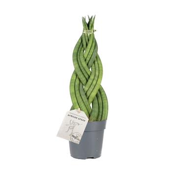Tenura, tchýnin jazyk Braid květináč 11cm
