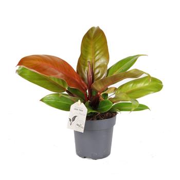 Filodendron Prince of Orange květináč 11cm