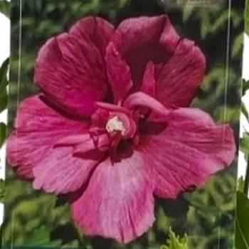 Ibišek syrský Flower Tower Ruby výška 30/40cm, květináč 2,5 litru