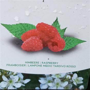 Maliník sloupový Raspberry Tower květináč 5 litrů