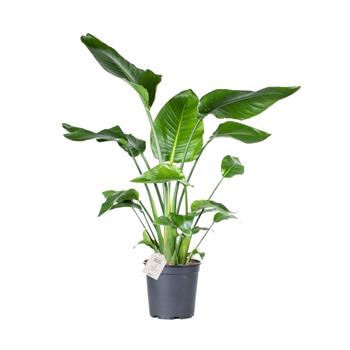 Strelície natalská květináč 24cm
