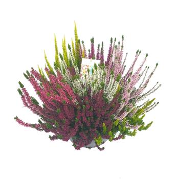 Vřes obecný Mosaica miska 27cm