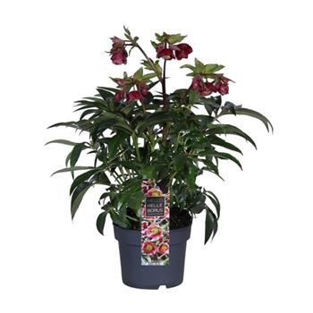 Čemeřice Dacaya květináč 3 litry