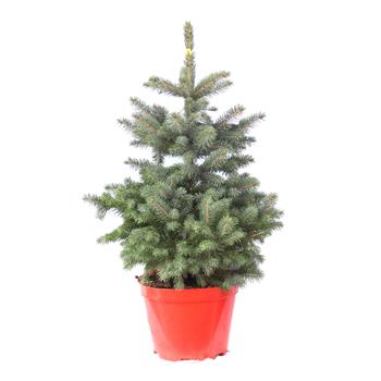 Smrk pichlavý Super Blue Seedling výška 40/60cm, květináč 7,5 litru