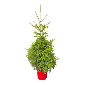 Smrk ztepilý výška 125/150cm, květináč 20 litrů