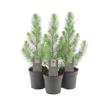 Borovice pinie květináč 10,5cm