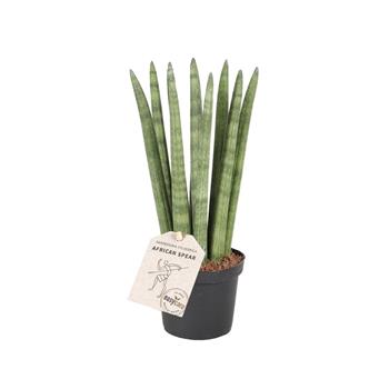 Tenura Straight květináč 9cm