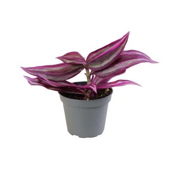 Voděnka Pink Paradise květináč 6cm