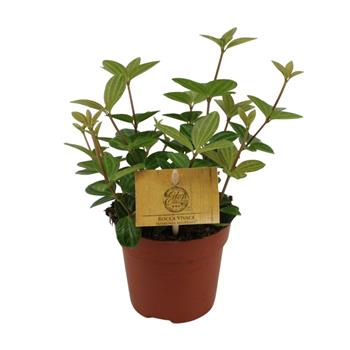 Pepřinec Rocca Vivace květináč 10,5cm