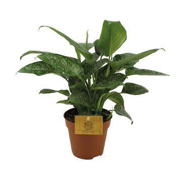 Schismatoglottis květináč 12cm