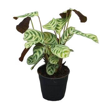 Ktenante květináč 12cm