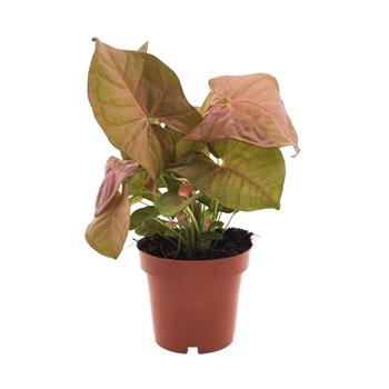 Syngonium Neon