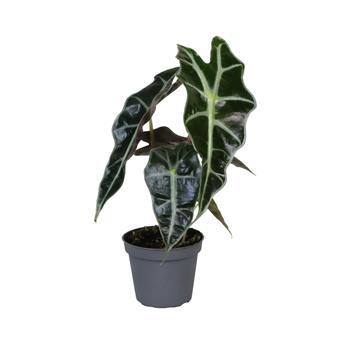 Alokázie Amazonica Dwarf květináč 6cm