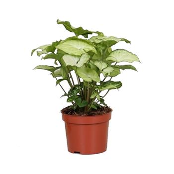 Syngonium White Butterfly květináč 12cm