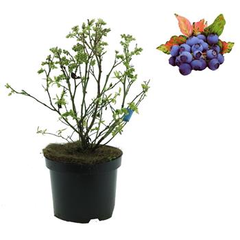 Kanadská borůvka Flamingo výška 30/40cm, květináč 2,5 litru