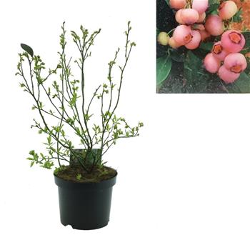 Kanadská borůvka Pink BonBons výška 20/30cm, květináč 2,5 litru, částečně samosprašná