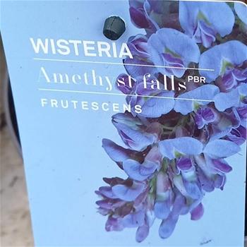 Vistárie křovitá Amethyst Falls výška 150/175cm, květináč 3 litry