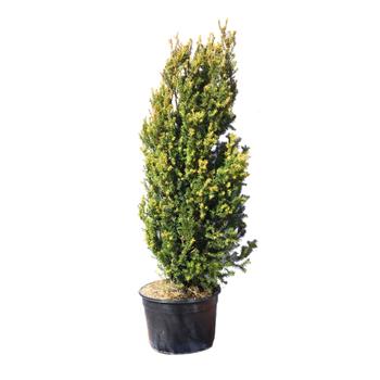 Tis prostřední Hillii výška 125/150cm, květináč 30 litrů