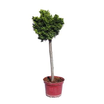 Cypřišek tupolistý Nana Gracilis kmínek 40cm, květináč 3 litry