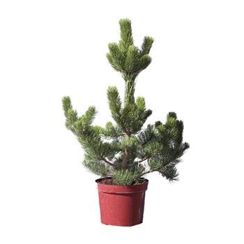 Borovice černá Select výška 40/60cm, květináč 10 litrů