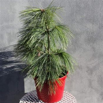 Borovice Schwerinova 'Wiethorst' výška 30/40cm, květináč 7 litrů