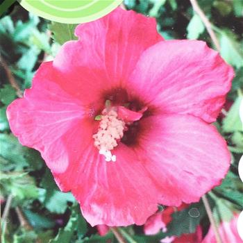 Ibišek syrský Flower Tower Ruby výška 60/80cm, květináč 5 litrů