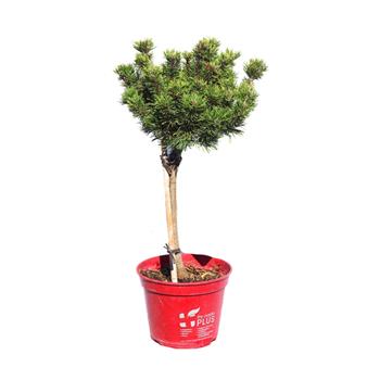 Borovice kleč Sherwood Compact kmínek 30cm, květináč 5 litrů