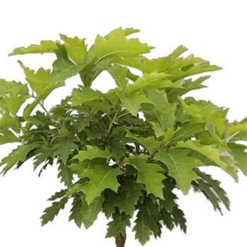 Dub červený Haaren výška 60/80cm, květináč 10 litrů