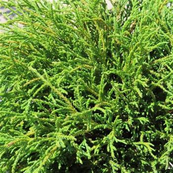 Cypřišek hrachonosný Filifera Nana kmínek 40cm, květináč 5 litrů