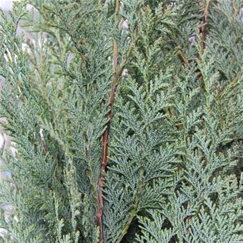 Cypřišek Lawsonův Columnaris výška 40/60cm, květináč 2 litry