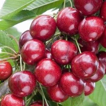 Třešeň Sweet Heart zákrsek, květináč 10 litrů, samosprašná