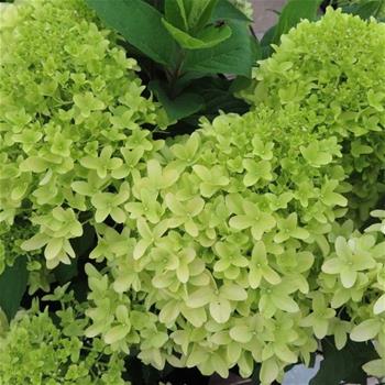 Hortenzie latnatá Skyfall výška 30/40cm, květináč 2,5 litru