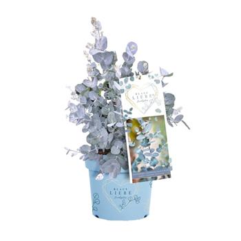 Blahovičník Gunnův Blaue Liebe květináč 2,3 litru