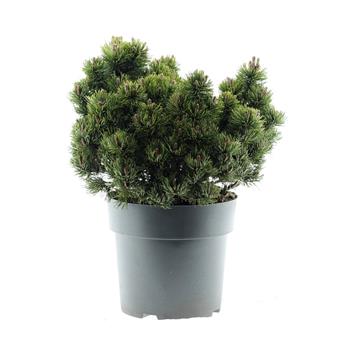 Borovice kleč Picobello výška 30/40cm, květináč 4 litry